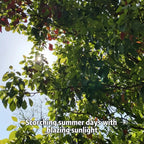 Car Sunshade: Laser Reflective Coating for Scientific Sun Protection, Dual-Layer Heat Insulation with Seamless Fit, Quick Cooling After Sun Exposure, Protects Interior from Aging.