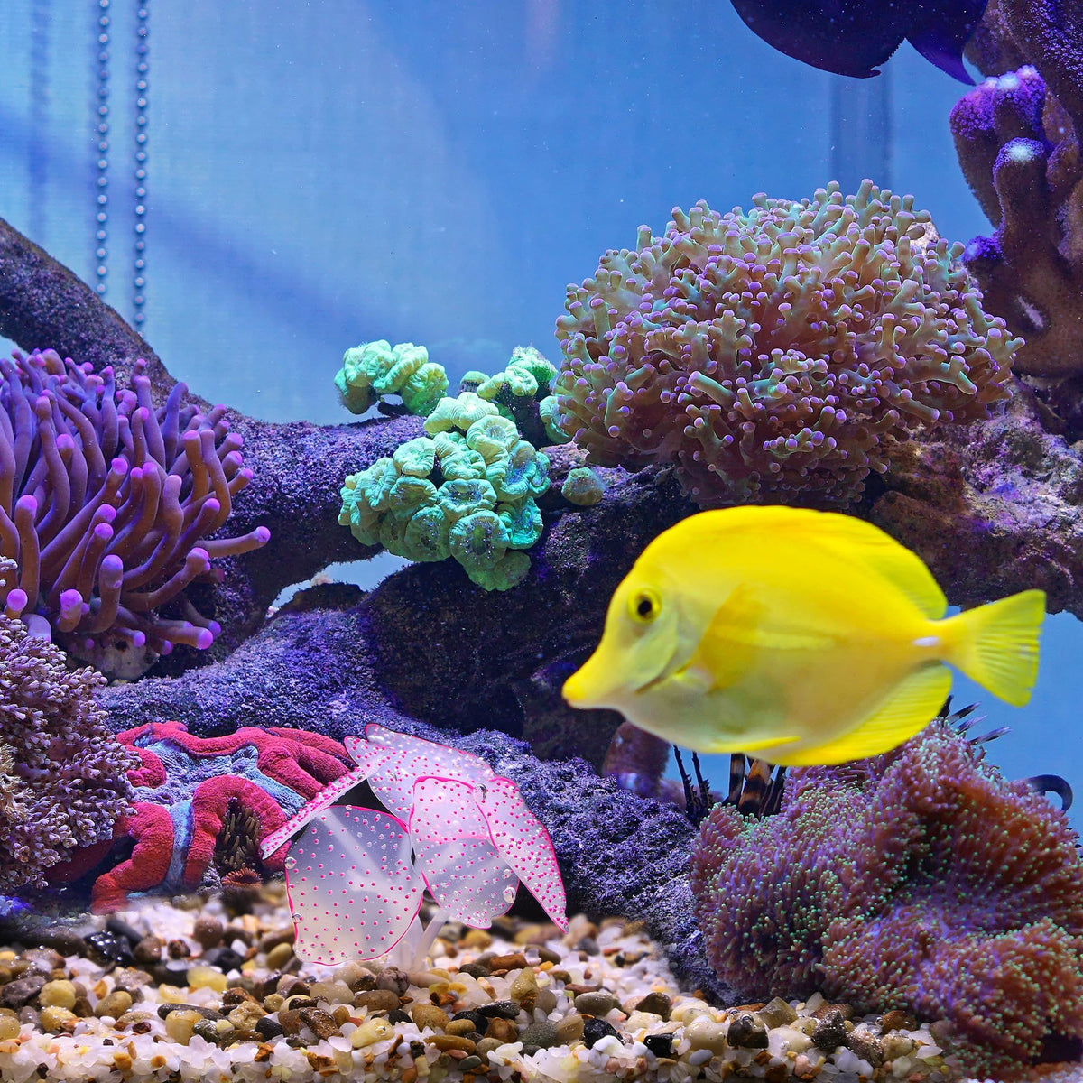 Silicone Glowing Simulaion Coral, Fluorescence Aquatic Artificial Coral for Aquarium Create beautiful scenery in your fish(Pink)